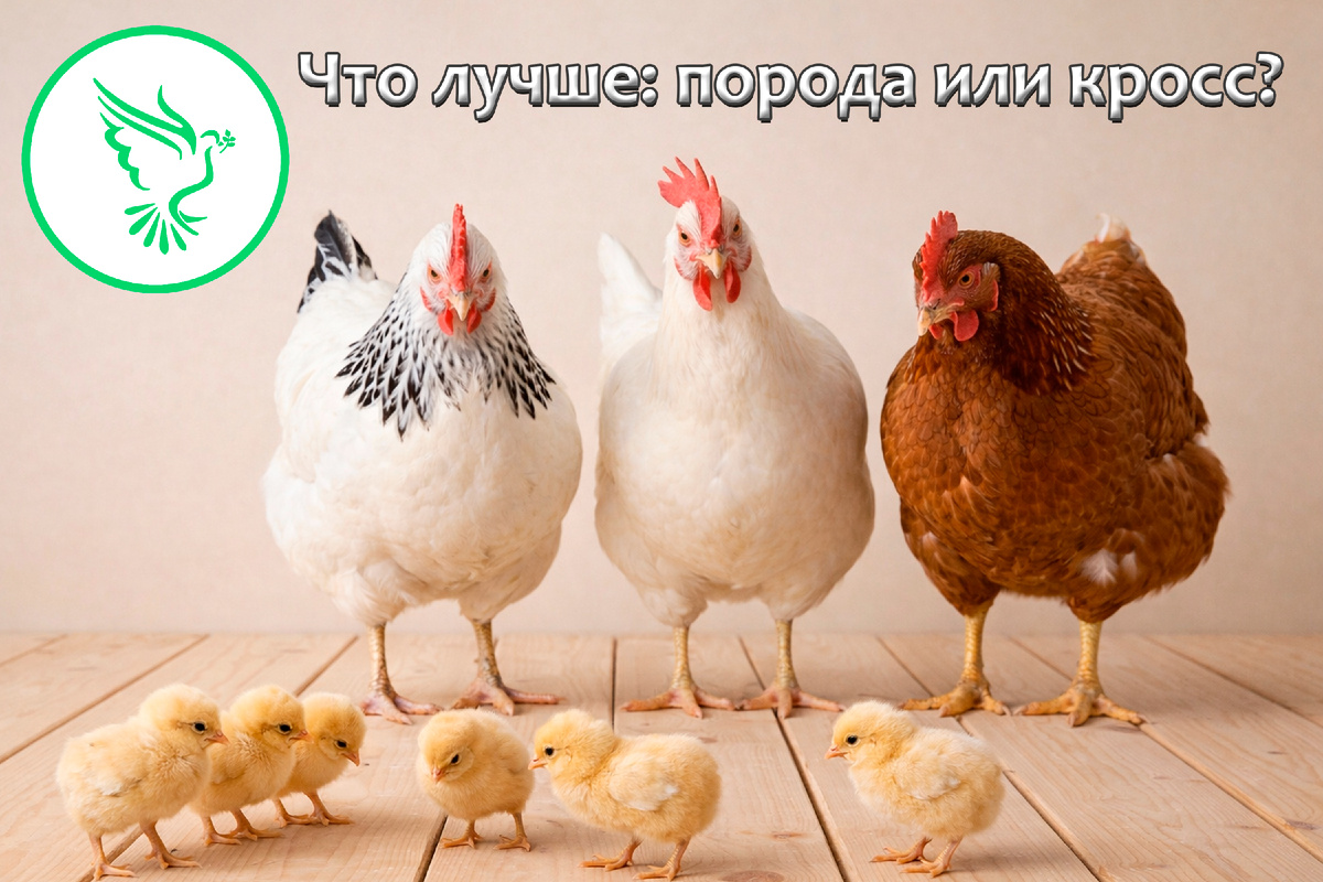 Какую курицу выбрать?