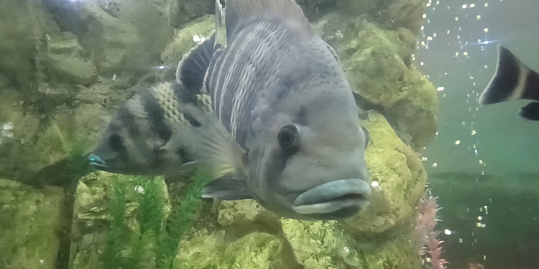 Не пошли в Ялте в океанариум, но заменили на Краснодарский в ТЦ Галактика: наши впечатления
