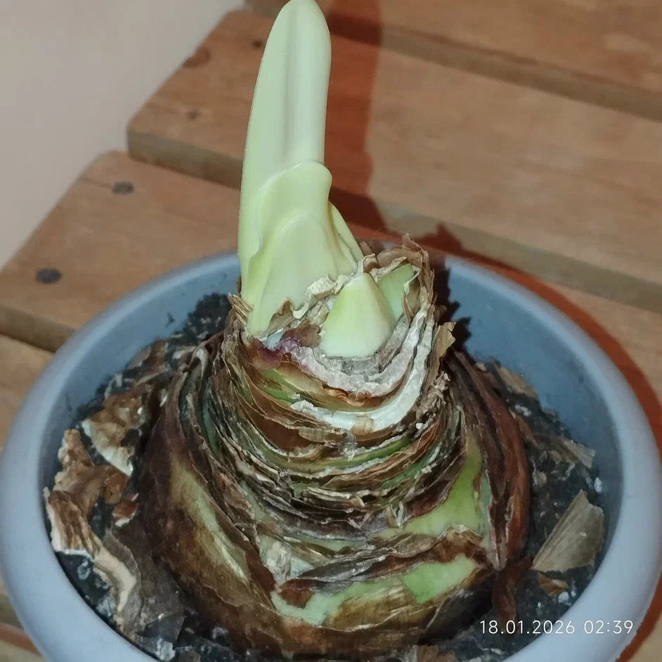 Уже полтора месяца под ванной терпеливо ждёт посадки, пока некуда ставить