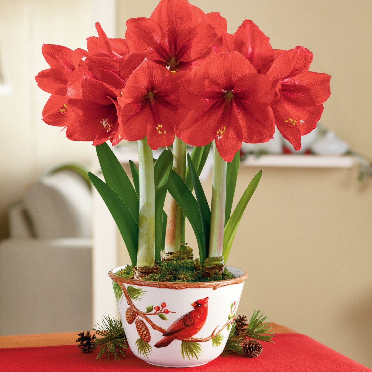 Такой видимо, я его цветения не видела, сказали красный