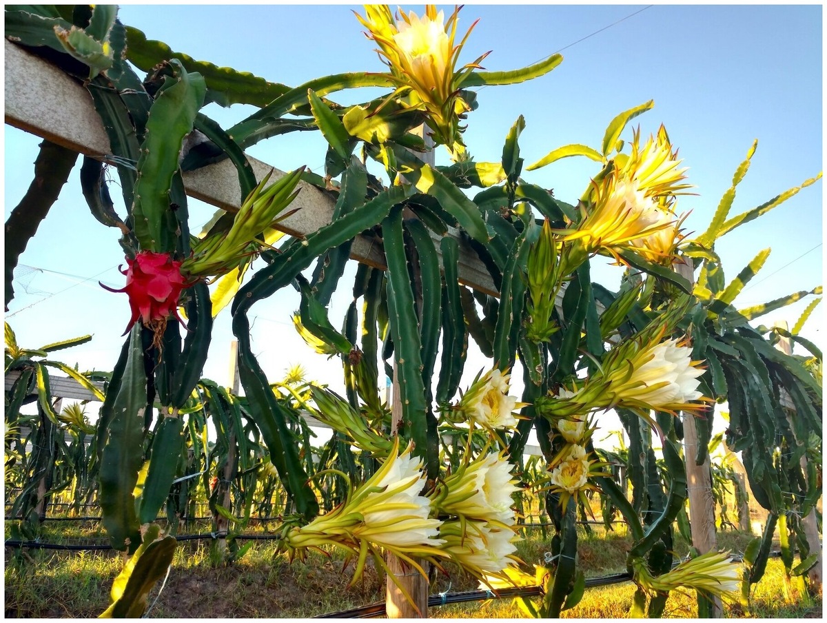 И как она растет. Взято с market.yandex.ru 