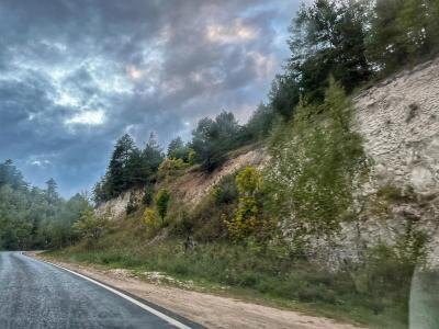 За два года в Саратовской области сбили 26 лосей и 46 косуль