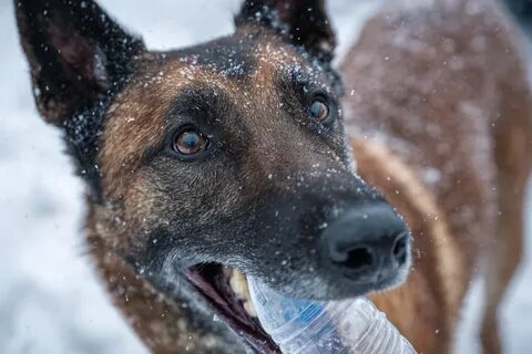 Собака-экоактивист: как Кинг помогает поддерживать чистоту в Раменском