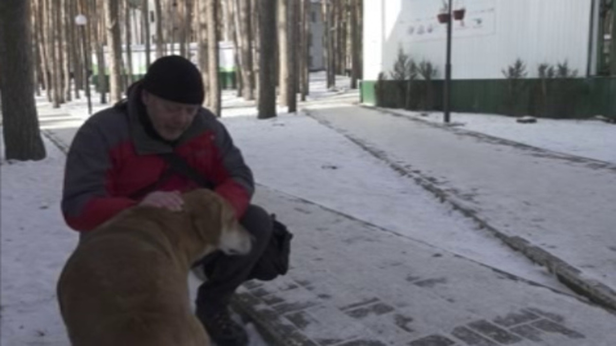    В Курске и России повысят штрафы за ненадлежащее содержание животных