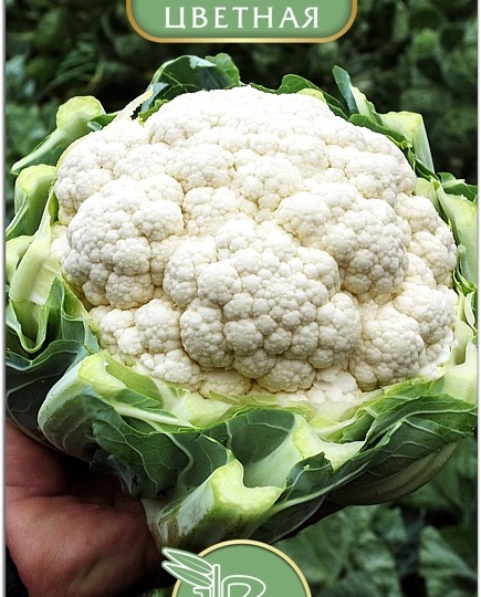 Овощ с тысячей цветочных бутонов