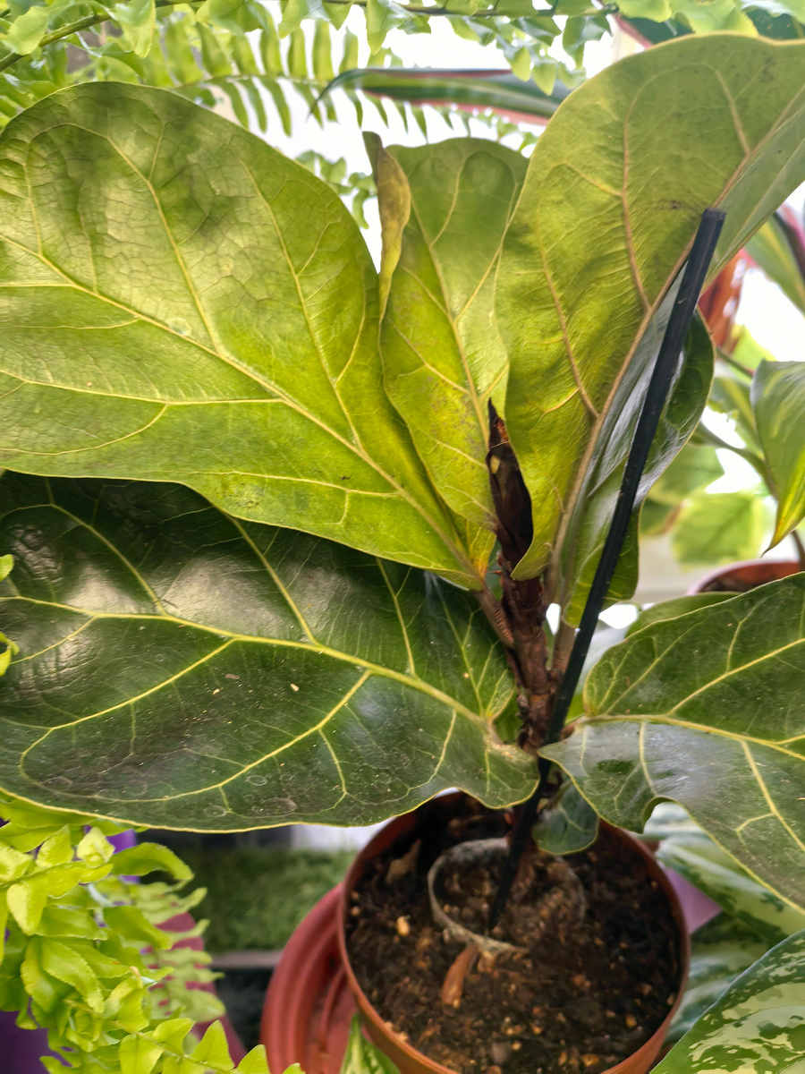 Фикус лирата ценится за свои декоративные листья в форме лиры