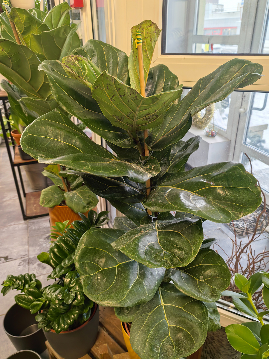 Любители крупных зеленых растений будут в восторге от лираты