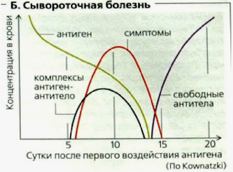 динамика сывороточной болезни совпадает с пиком концентрации имунных комплексов Аг+Ат