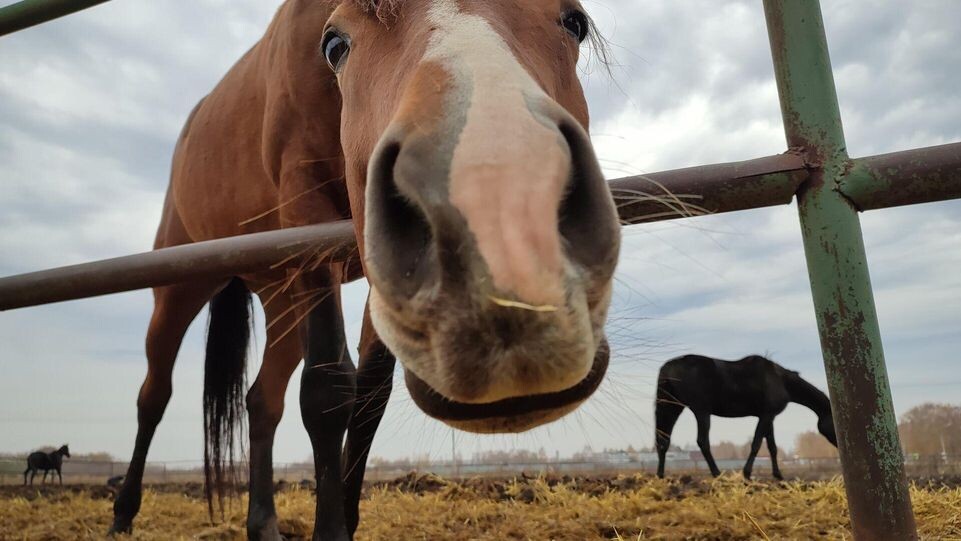    РИА «Новости»