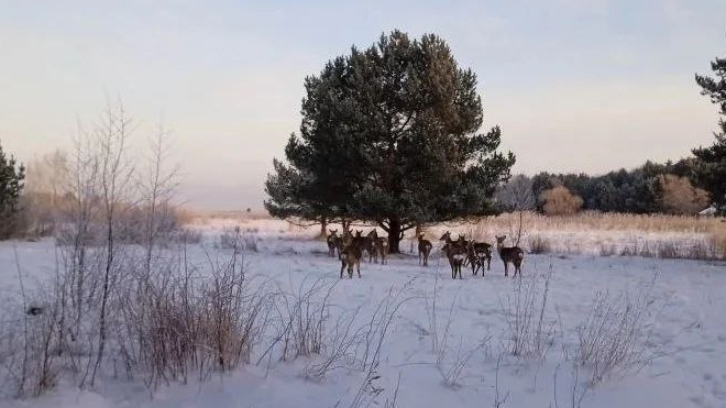 Фото: Дирекция ООПТ Ленинградской области