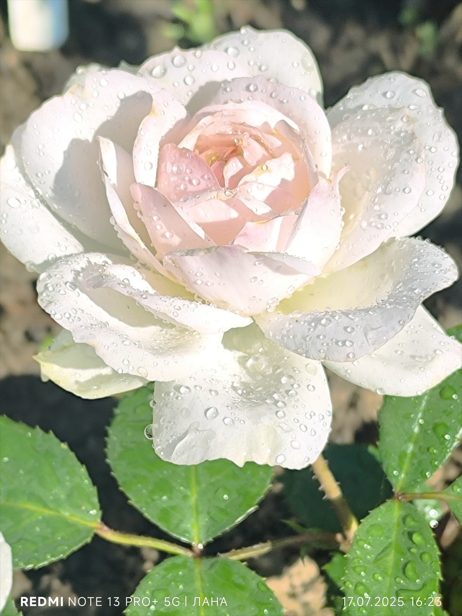  Стефани Барони цу Гутенберг флорибунда (Stephanie Baronin zu Guttenberg)