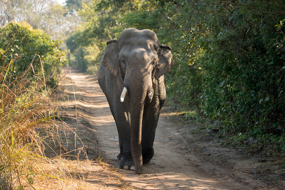    Shutterstock/FOTODOM