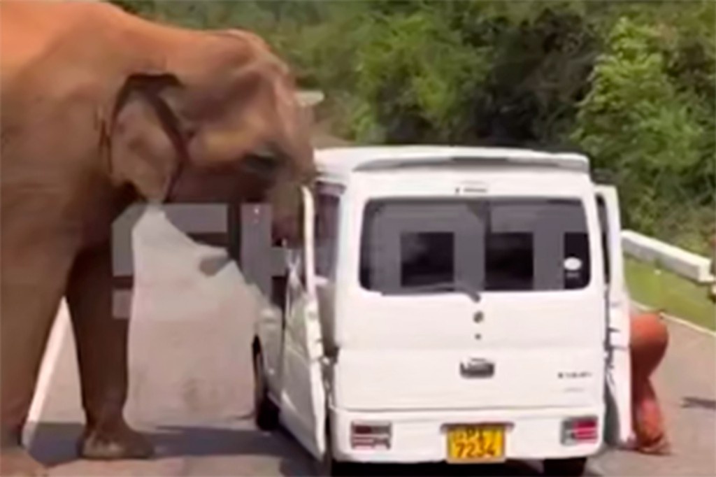    Фото © Telegram / SHOT