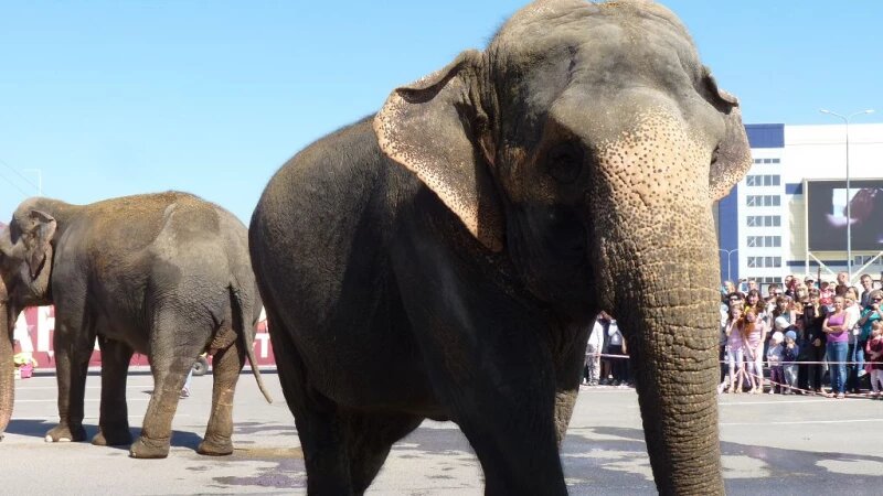     Слон. Алиса Дригина