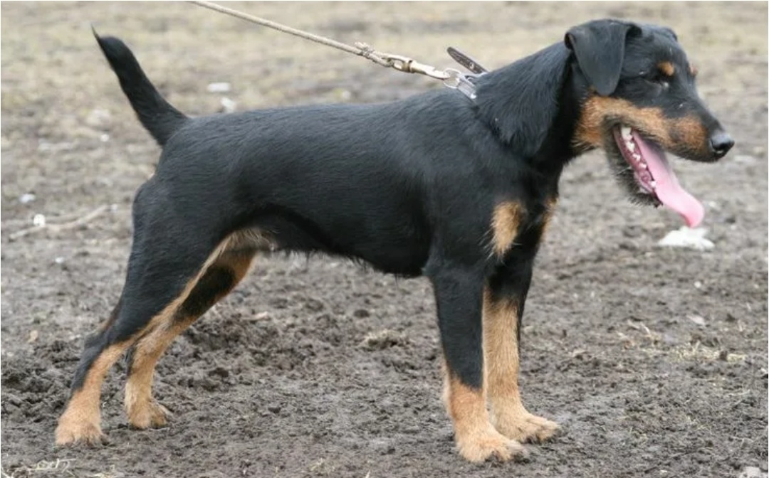 Смотрите какой я милашка....