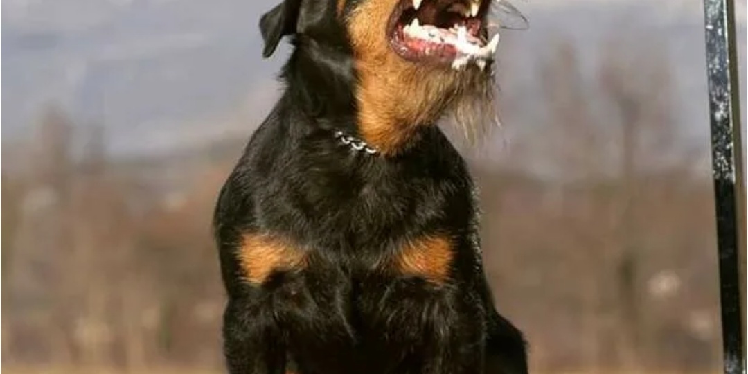 Его боятся даже медведи? Немецкий ягдтерьер: маленький охотник, который несёт хаос