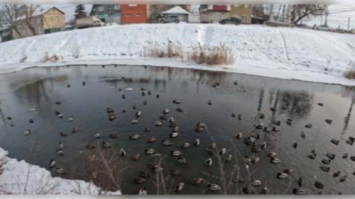    В Курске идёт ежегодная перепись водоплавающих