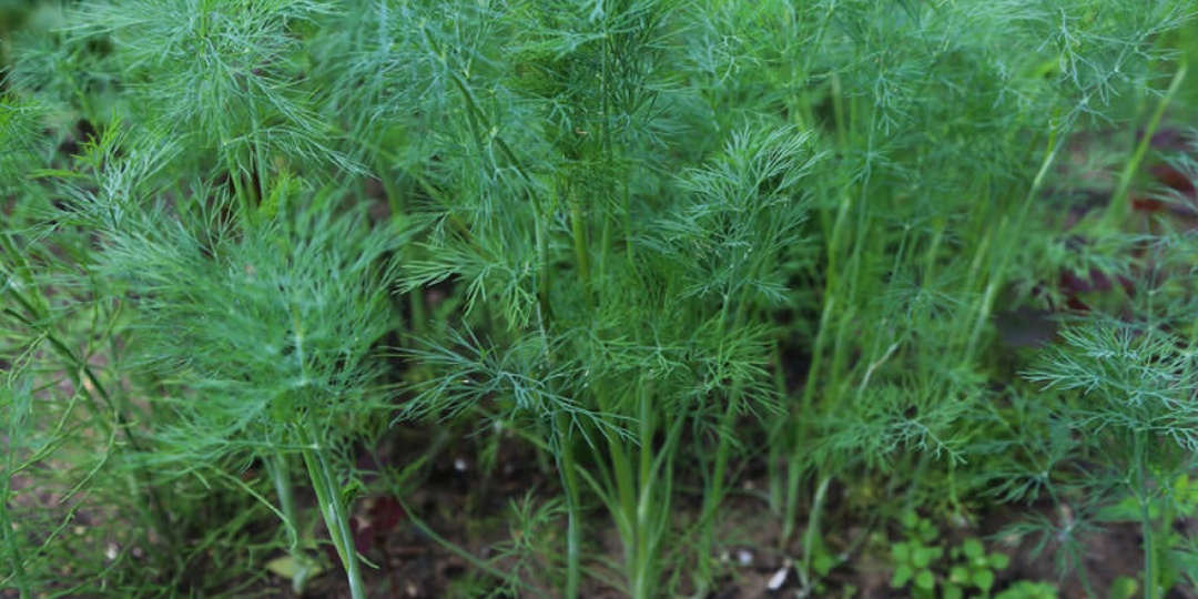 Укроп взойдет обязательно! Как посеять укроп, чтобы получить быстрые всходы и щедрый урожай