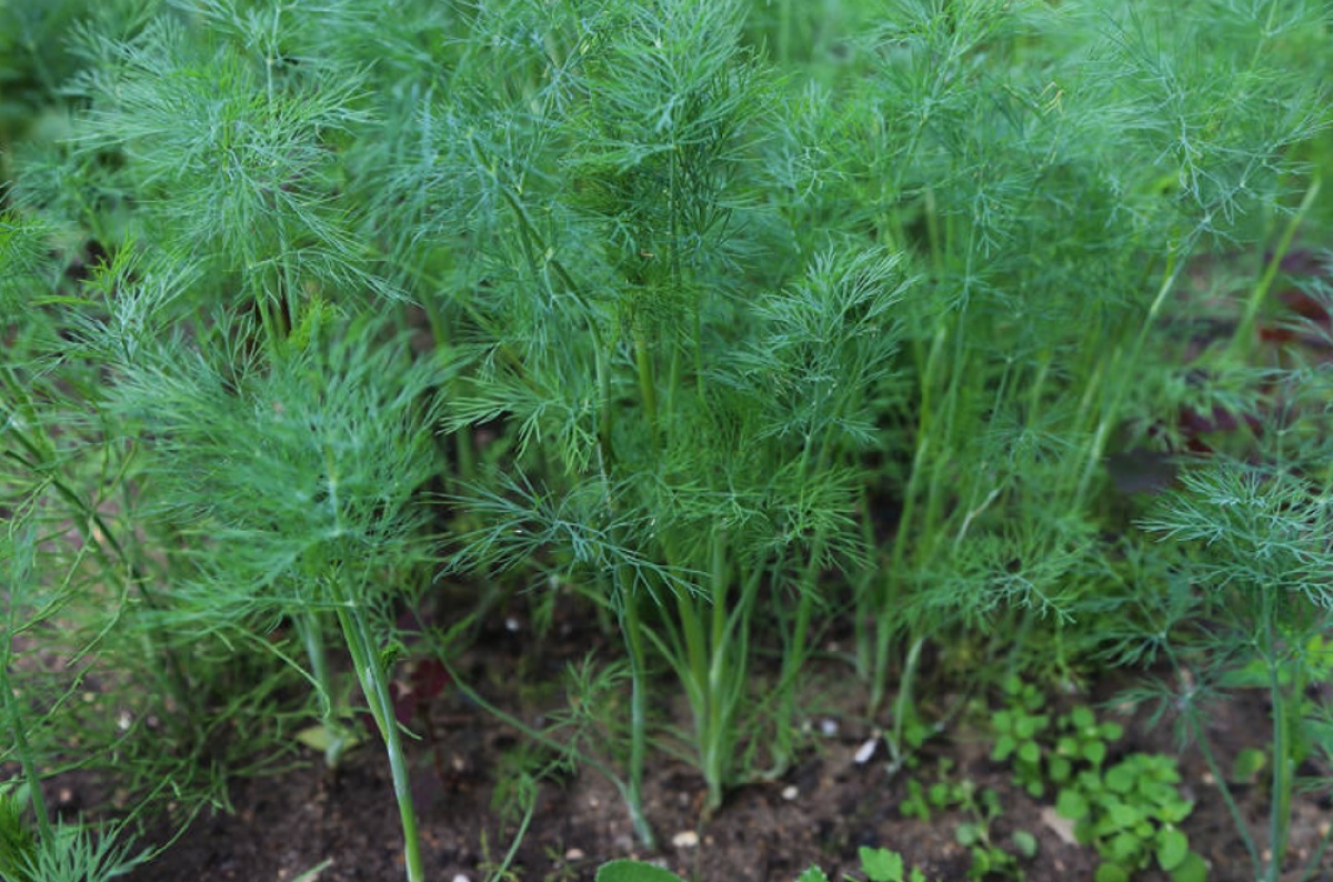 Укроп взойдет обязательно! Как ещё можно посеять укроп, чтобы получить быстрые всходы и щедрый урожай