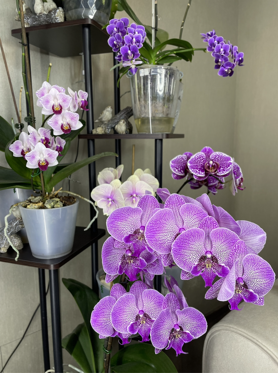 Зимнее цветение орхидей фалкнопсис. Орхидеи С Еленой Кузнецовой