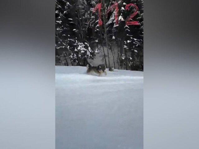    Фото: телеграм-канал "112"