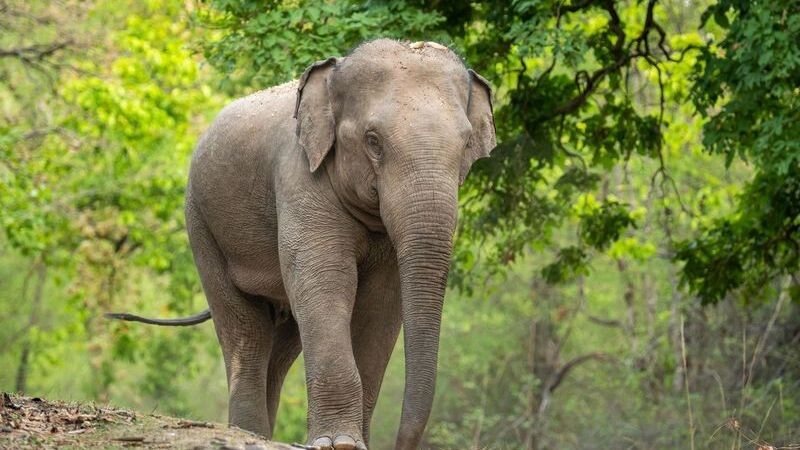    Фото: Sourabh Bharti/Shutterstock/Fotodom