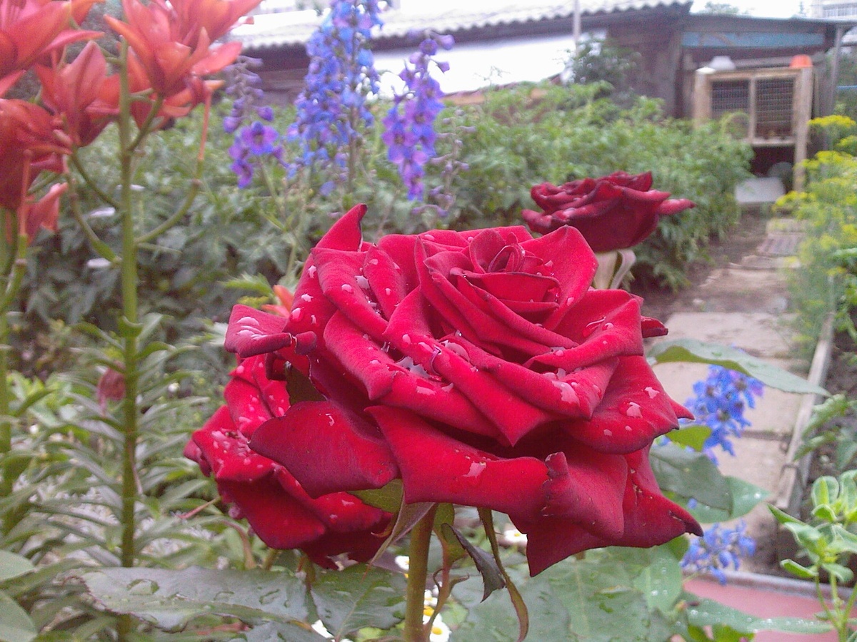 Двор в котором выросли мои крылья.