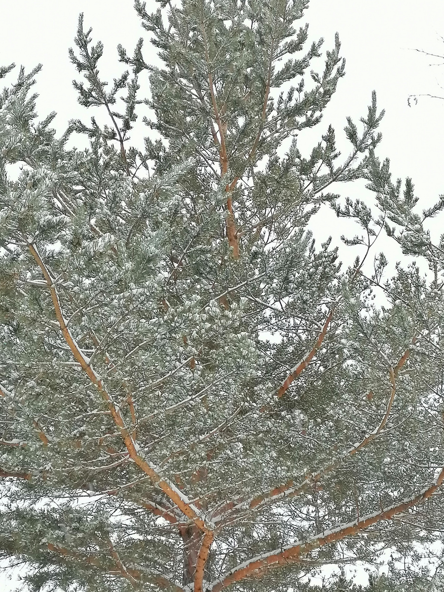 Зима опять решила всё укутать. 