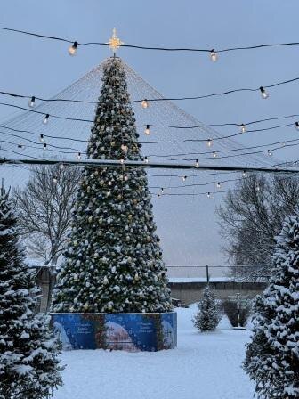 Елка в Пскове на территории Псковского Кремля