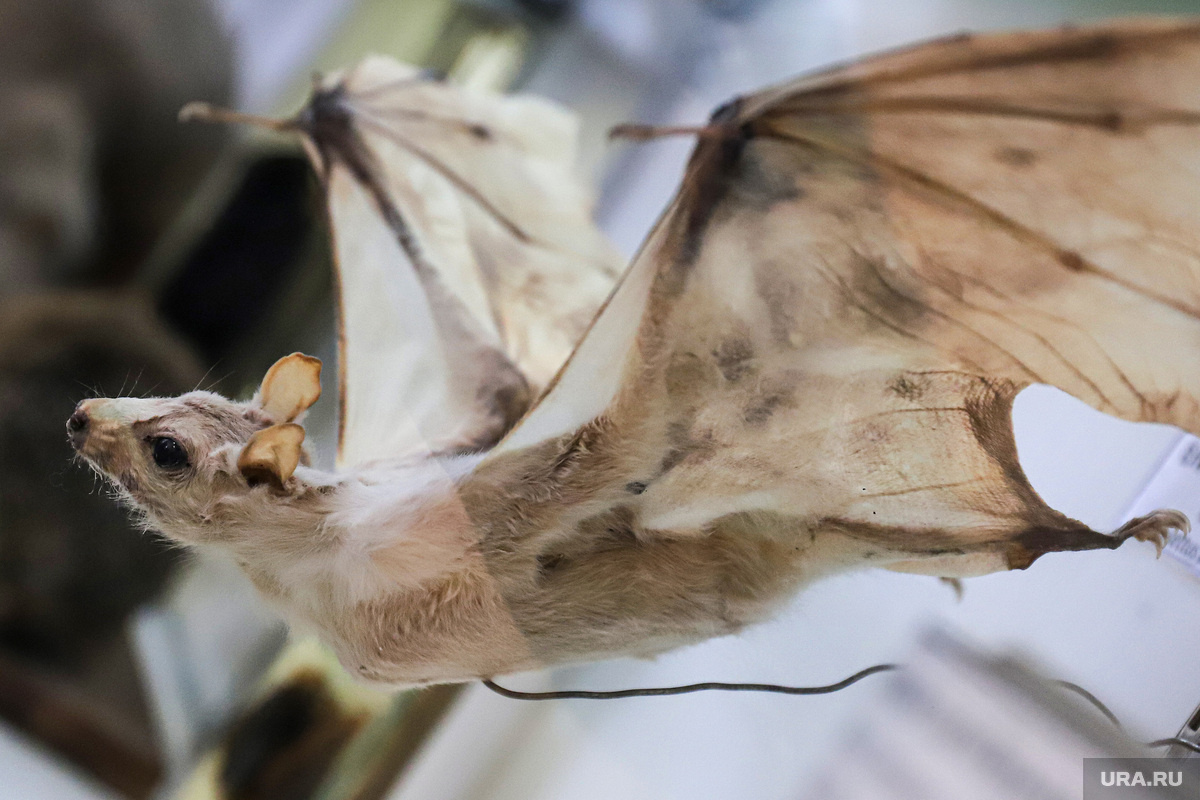 Распространителями вируса являются в основном летучие мыши. Фото: Размик Закарян © URA.RU