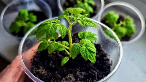 Расада томатов