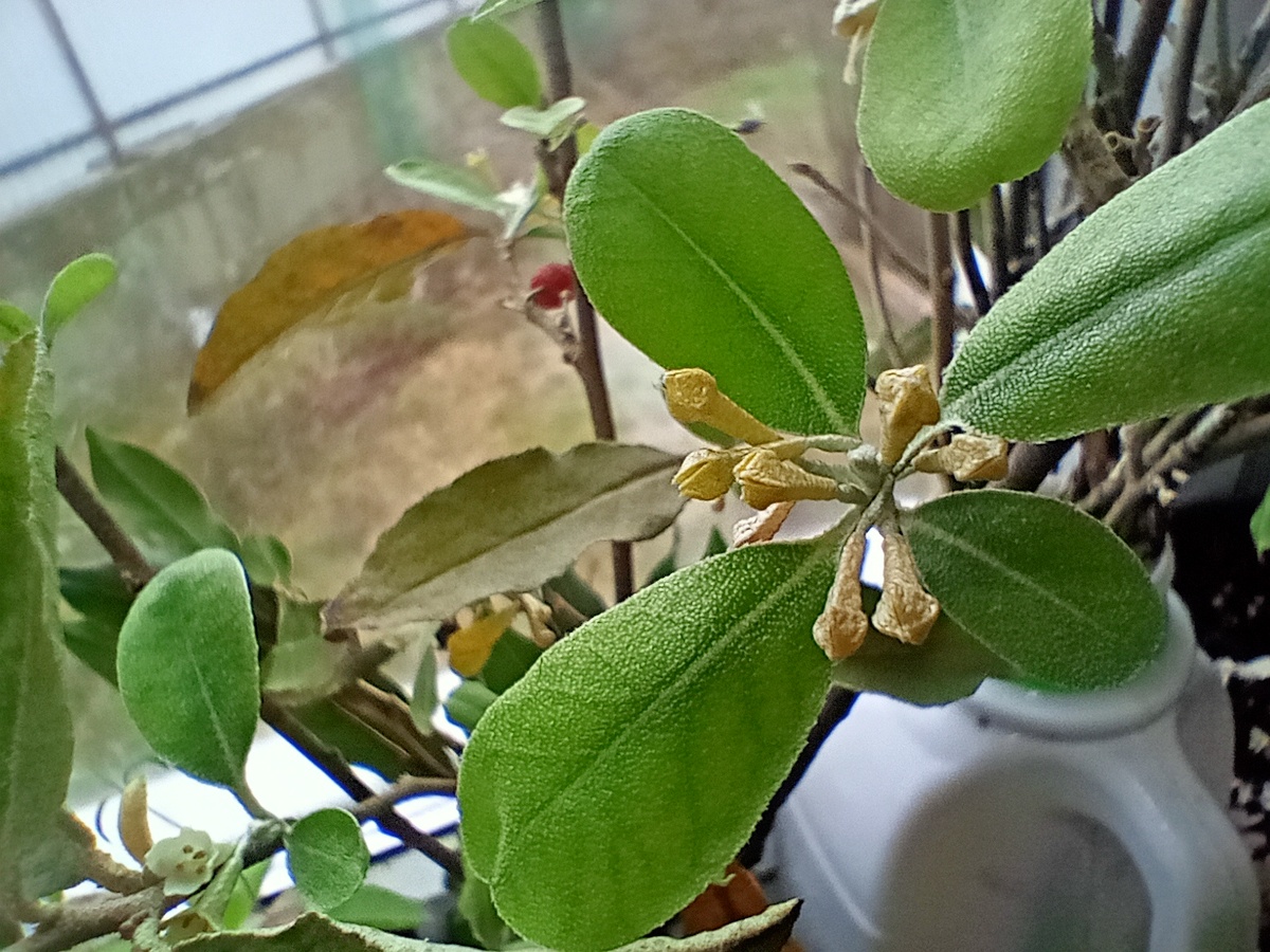 Шефердия цветет