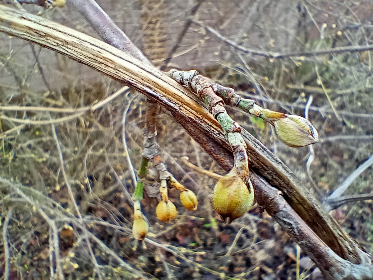 Вот он шефердиевый муж