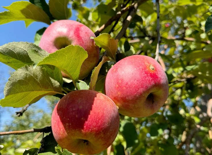 ХВАТИТ ЖДАТЬ УРОЖАЯ 10 ЛЕТ: 3 секрета, как заставить фруктовые деревья плодоносить БЫСТРО