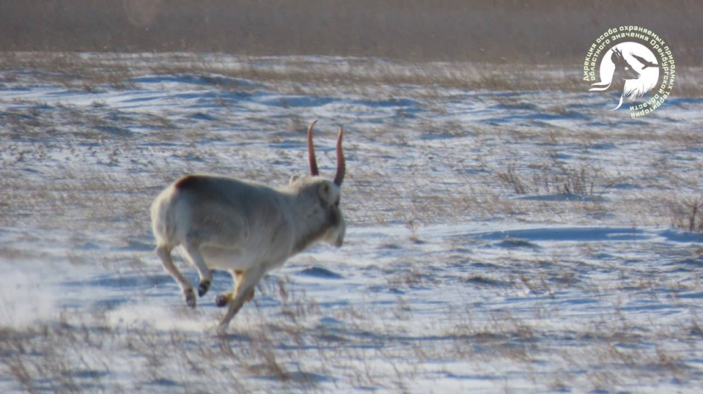    Фото: Дирекция ООПТ Оренбургской области