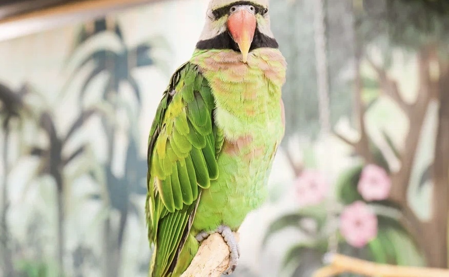 5 вещей, которые попугаи понимают о людях, но мы об этом не догадываемся