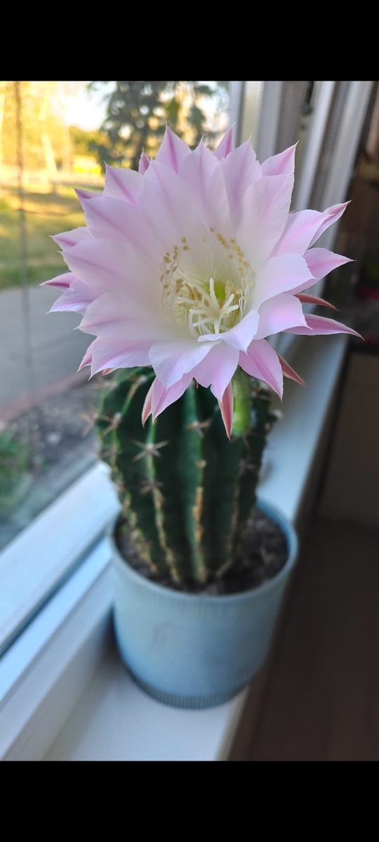 И колючки бывают нежными 😊