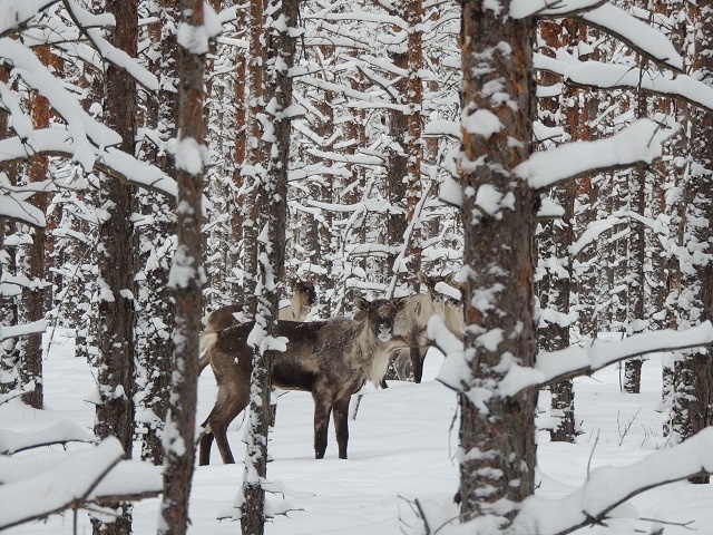 Лесной северный олень на воле в Керженском заповеднике. 
