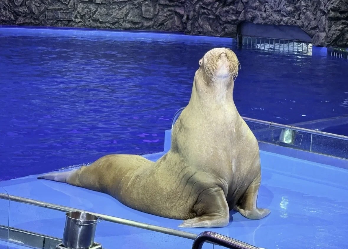 Любимец публики 