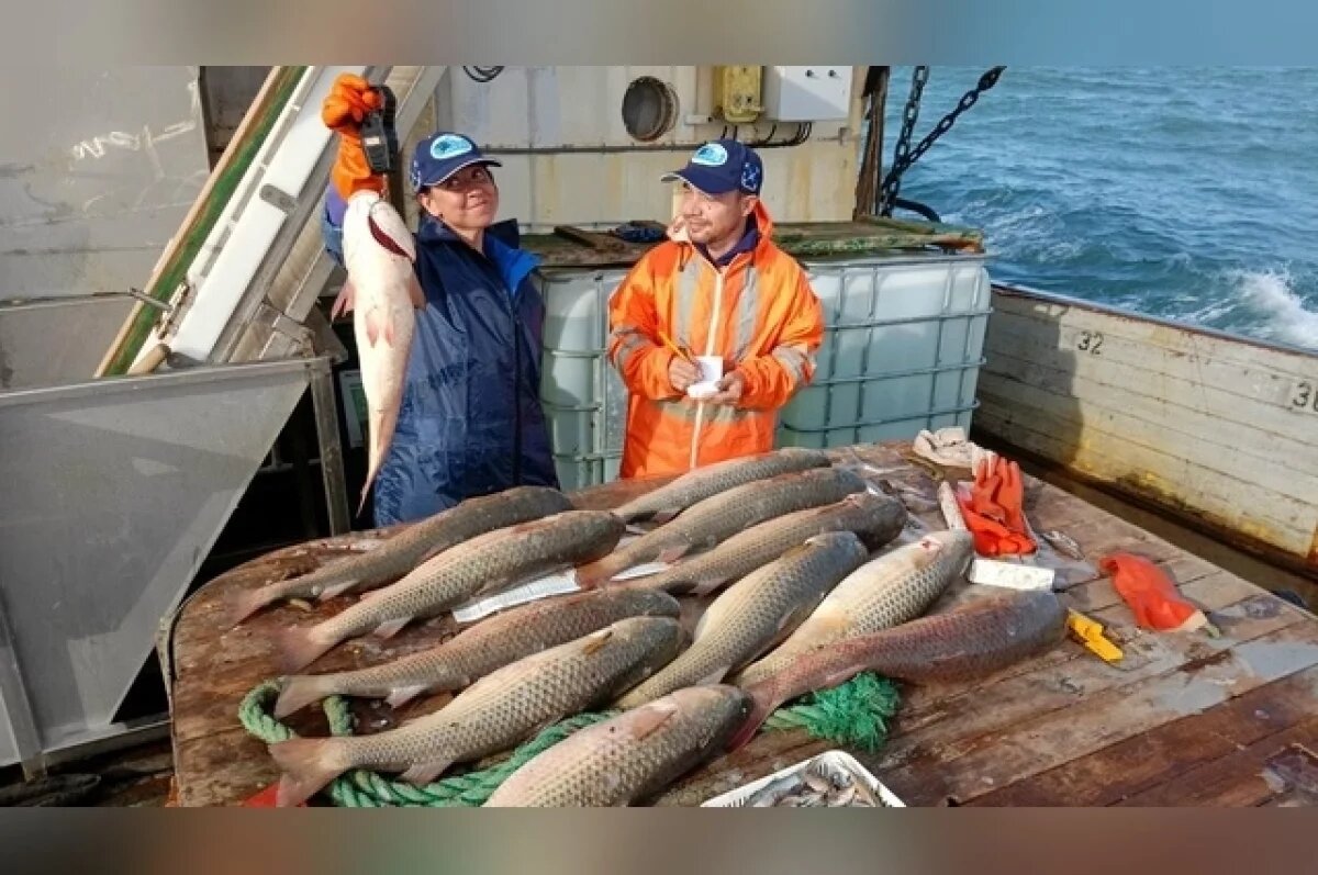    Вот такие красавцы встречаются в Азове.