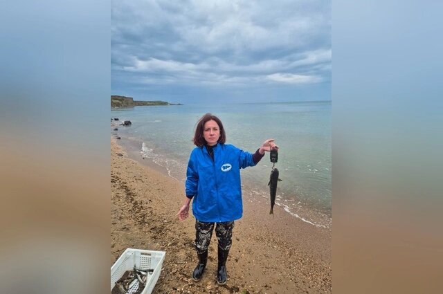    Исследование запасов: взвешивается каждый пойманный пиленгас. Фото: Из архива/ АзНИИРХ