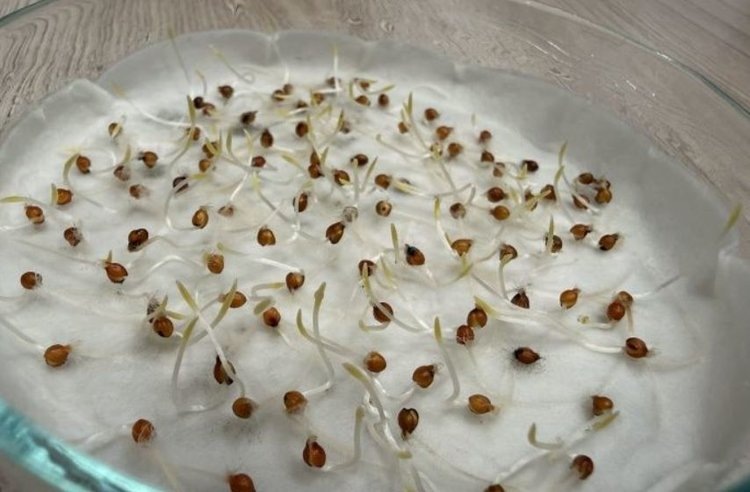    Фото: Филиал Россельхозцентра по Республике Хакасия