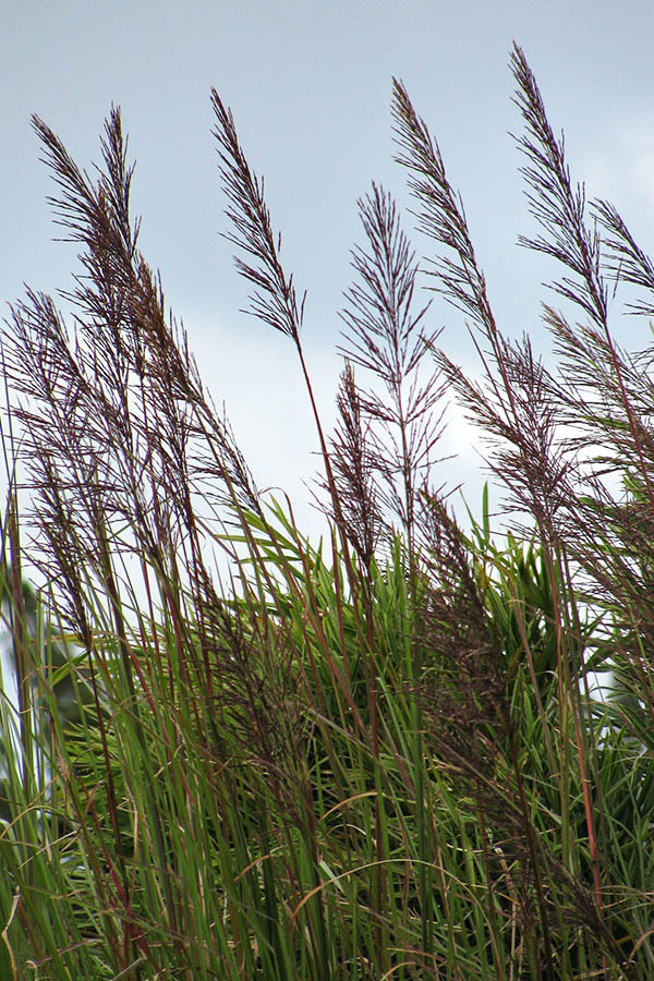 Это злак ветивер Chrysopogon zizanioides. Из его корней получают эфирное масло