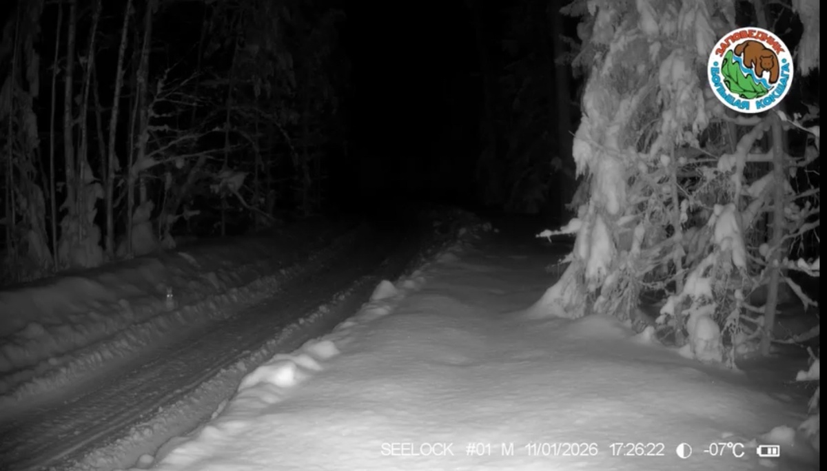 Кадр из видео фотоловушки Николая Субботина