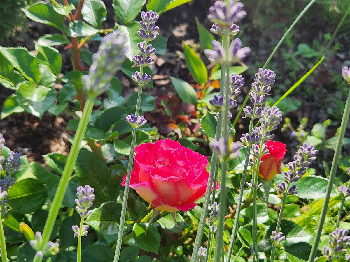 Первый цветочек