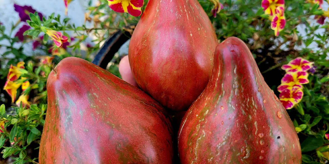 Новые сорта томатов на весну 2026, часть 2. Сорта С. Сааковой.