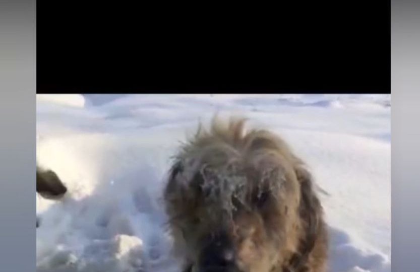 Дом сгорел, хозяева уехали и бросили его😢