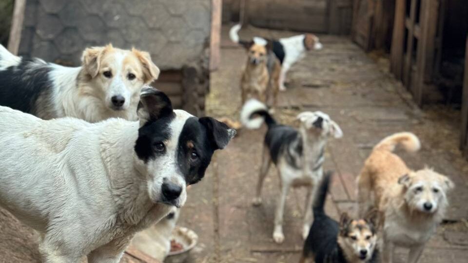 Осталась одна со 150 собаками: руководителю волжского приюта «Любимки» нужна помощь людей