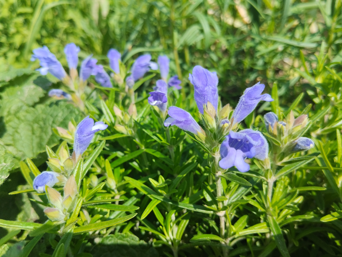 Похоже на распахнутую змеиную пасть?