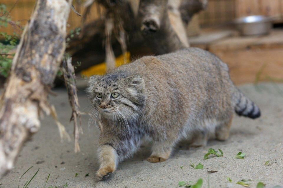    Манул Пепе, 2024 год. Источник: t.me/zoo22ru